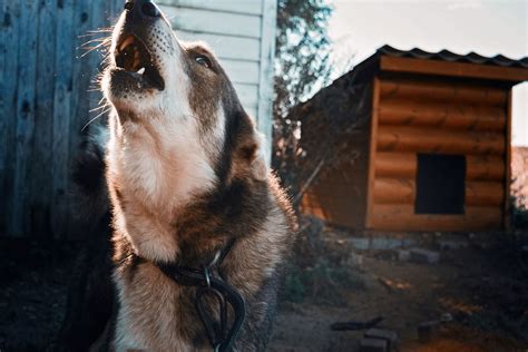 The Easiest Way to Make Your Dog Howl