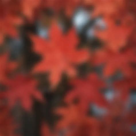 Red Maple Fast Growing 的图像结果