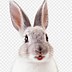 Image result for Big Rabbit Clip Art