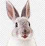 Image result for Easter Bunny Rabbit Clip Art Free