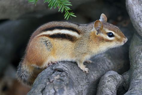 Ground Squirrel vs Chipmunk: Key Differences & Complete Comparison ...