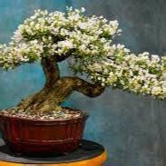 BLUE BELL FLOWERS PLANTS (white) – Haven plant