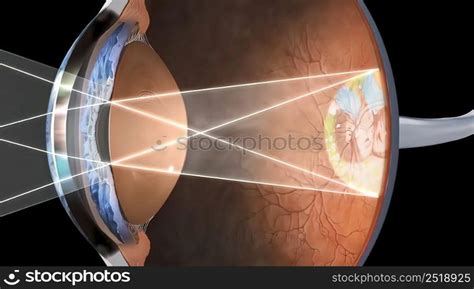 Image result for Human Eye Vision