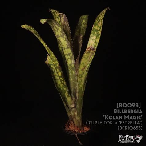 【送料無料】Billbergia 'Kolan Magic'〔ビルベルギア〕現品発送B0093 | plane plants