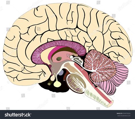 2 Brainstem Unlabeled Royalty-Free Images, Stock Photos & Pictures ...