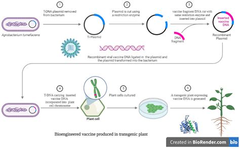 Recent Progress on Vaccines Produced in Transgenic Plants