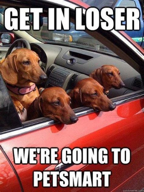 Get In Loser Meme Template