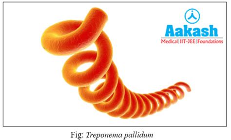 Syphilis: Causative Agent, Symptoms, Diagnosis, Treatment and ...