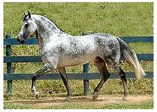 cavallo pomellato grigio cavallo cavallo pomellato grigio cavallo