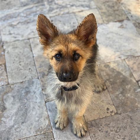 Ranger The Dwarf German Shepherd Will Always Look Like A Puppy ...