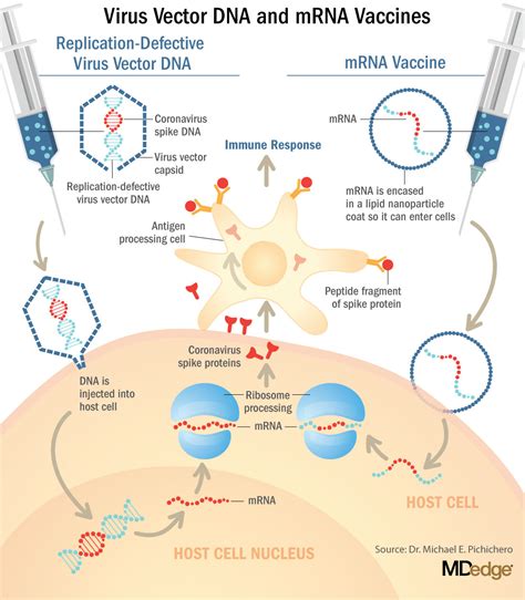 Understanding messenger RNA and other SARS-CoV-2 vaccines | The Hospitalist
