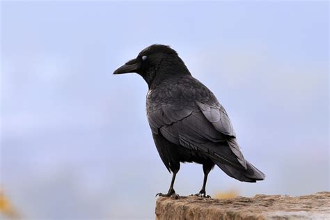 Common Indian Crow: Identification Guide and Facts