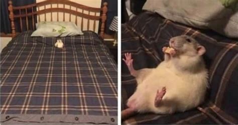 客人在酒店床上发现一窝老鼠幼崽，拿开枕头瞬间吓傻了，监管部门：会介入处理_陈先生_当事人_南昌市