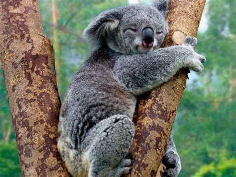 After Being Taken Care Of For Months, Koalas Rescued From Bushfires To ...