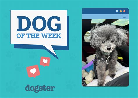 Can Dogs Get STDs? Important Health Facts (Vet Answer) – Dogster