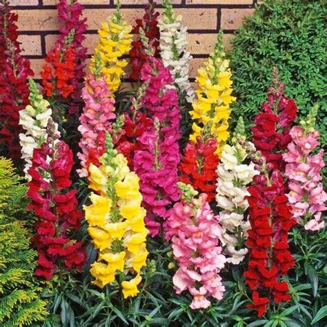 Buy Antirrhinum Tomb Thumb Flower seeds Online