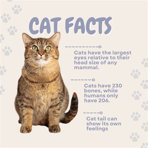 3 Surprising Cat Facts