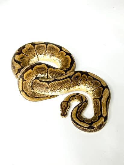 Image result for Asphalt Spider Ball Python