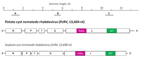 A Novel Rhabdovirus Associated with the Idaho Population of Potato Cyst ...