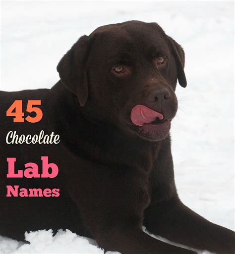 45 Meaningful Female Chocolate Labrador Names