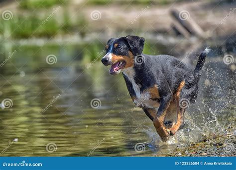 Entlebucher Sennenhund Dog in Water Stock Photo - Image of active ...