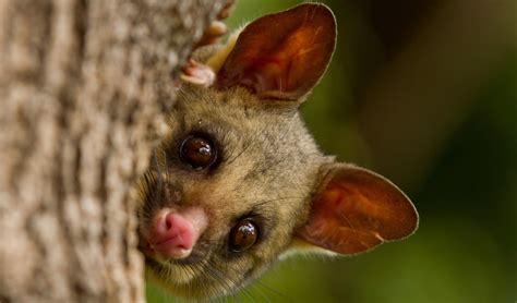 Common brushtail possum facts, distribution & population | BioDB