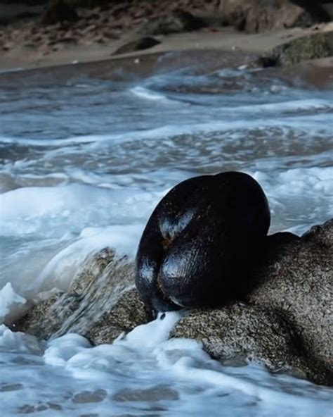 La colección Coco De Mer se lanza en USA el 1 de mayo ~ Noticias de ...