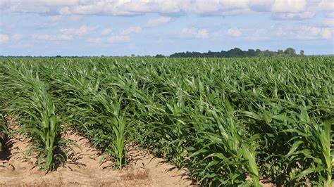 Updated Nebraska Land Values, Cash Rents Published in 2025 Nebraska ...