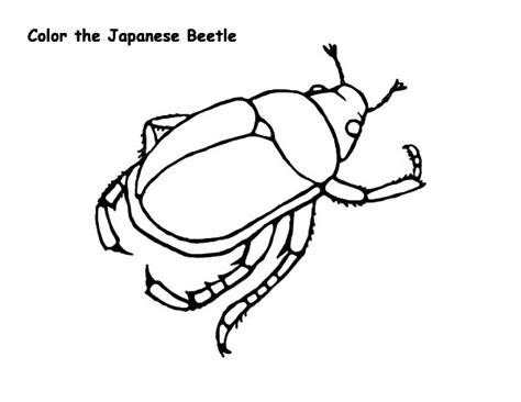 Beetle - Free Coloring Pages