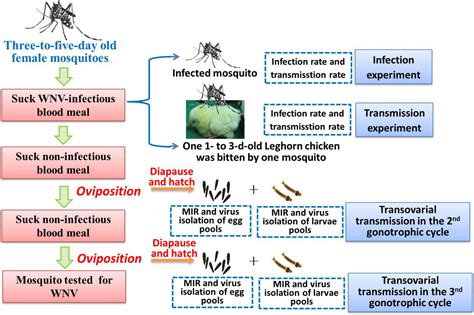 West Nile Virus Impact