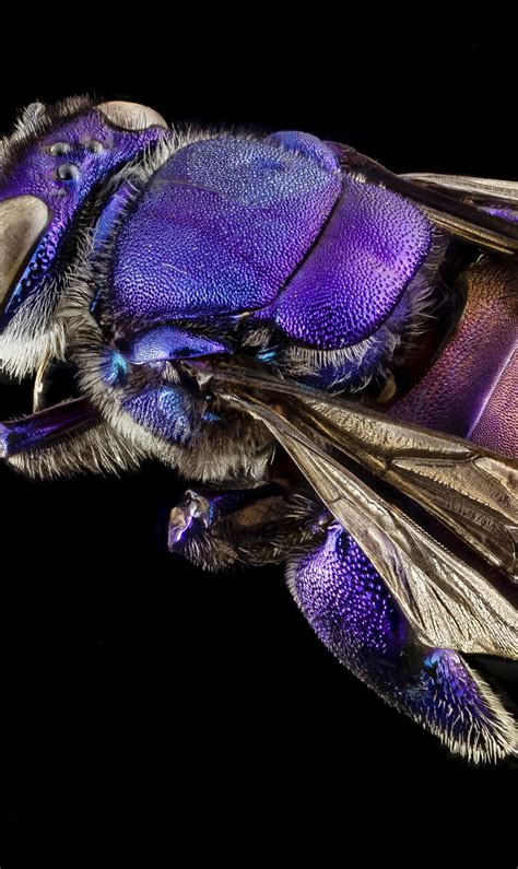 Download wallpaper macro, nature, Orchid bee, purple insect, eyes ...