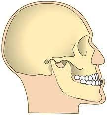 Facial profiles ortho Flashcards | Quizlet