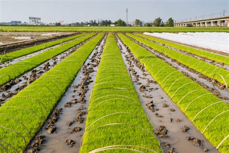 农田 的图像结果