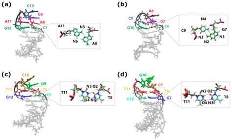 Structural and Dynamical Properties of Nucleic Acid Hairpins Implicated ...