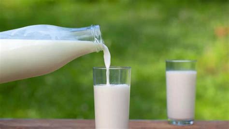 What exactly is Camel milk? Is it actually safe to consume?