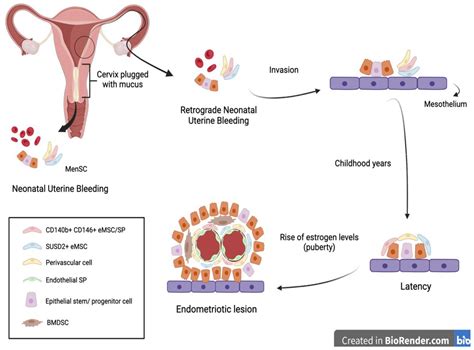 Biomedicines | Free Full-Text | The Emerging Role of Menstrual-Blood-Derived Stem Cells in ...