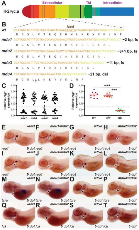 Generation and Characterization of a Zebrafish IL-2Rγc SCID Model