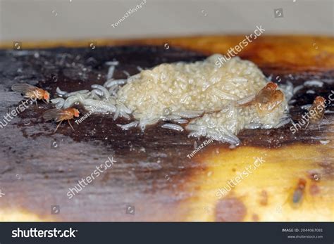 Ot Larvae Maggots Adults Common Fruit Stock Photo 2044067081 | Shutterstock