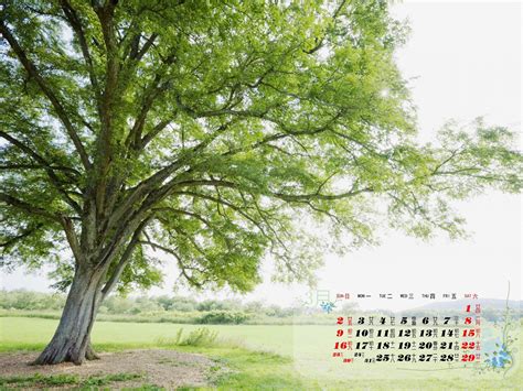 壁纸1280×10243月份韩国插画月历 March Desktop Calendar 2008壁纸,2008年3月份月历壁纸壁纸图片-月历 ...