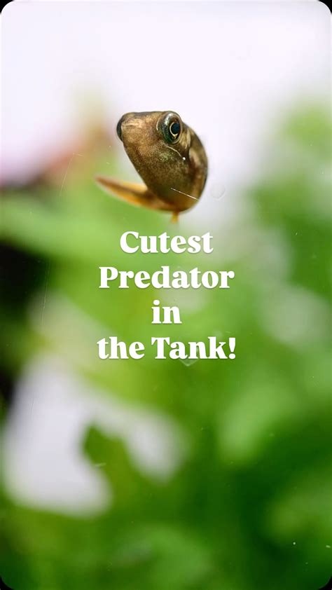 Biw’s Tank (@biws_tank) • Instagram photos and videos