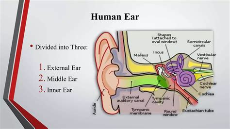 Middle Ear Myoclonus(MEM) | PPTX