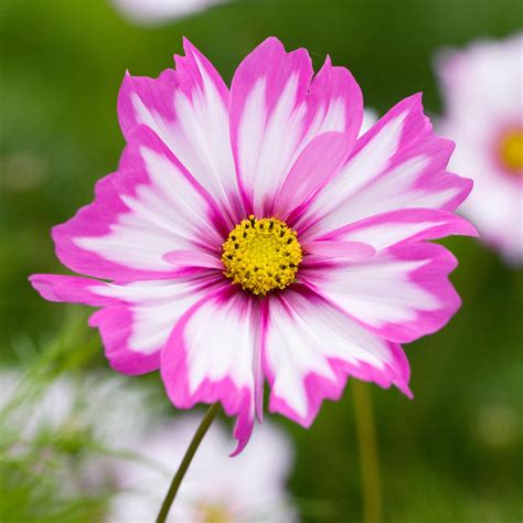 Cosmos 'Capriola' Seeds | Colourful Garden Annuals – Gardeners Dream