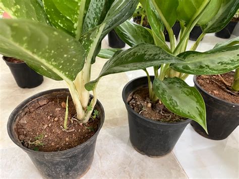 Aglaonema Green - yogardens