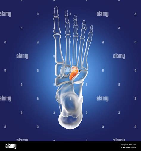 Lateral cuneiform bone, illustration Stock Photo - Alamy
