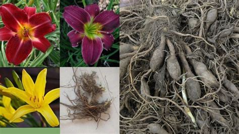 Daylily Planting Guide: Grow Stunning Blooms ALL Summer (Easy Tips!)