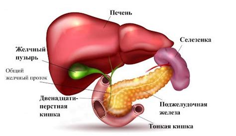 Частота удаления желчного пузыря и его последствия | Блог мед. центра ...