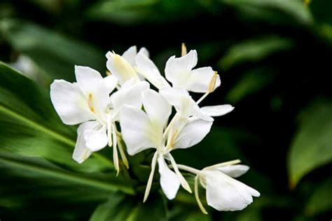 Ginger Lily Oil | Hedychium Spicatum