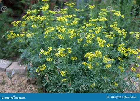 Common Rue Or Herb Of Grace Ruta Graveolens Herbal Plant In Th Royalty ...