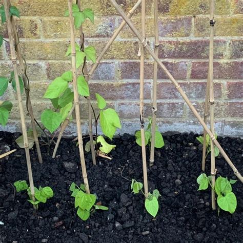 How To Grow Pole Beans Youtube at Sandra Zimmerman blog