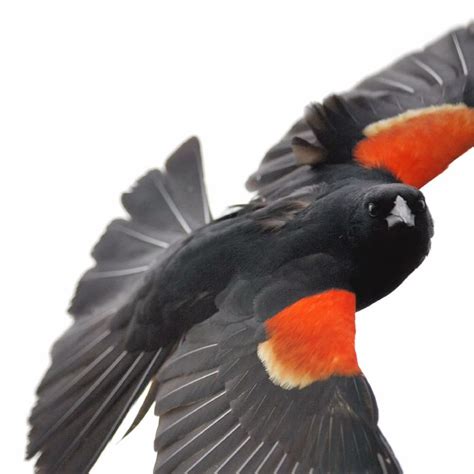 Image result for Order Status